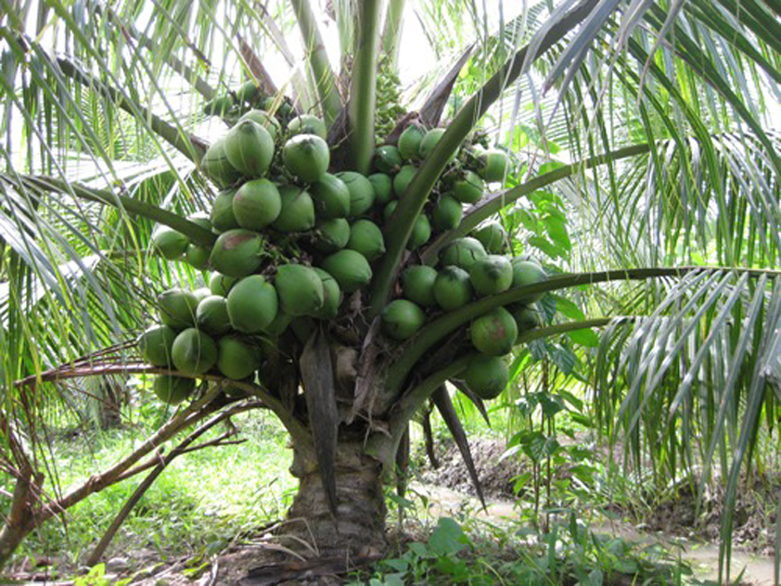 Cây dừa xiêm