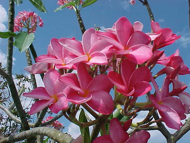 cây đại hoa đỏ