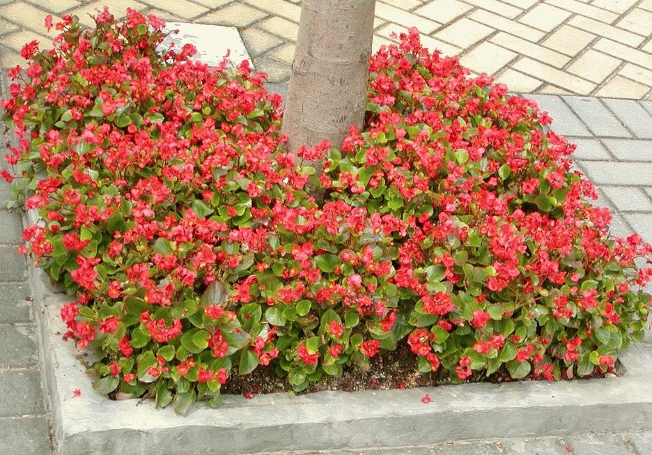 cây bông nho đỏ