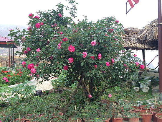 cây hồng cổ sapa
