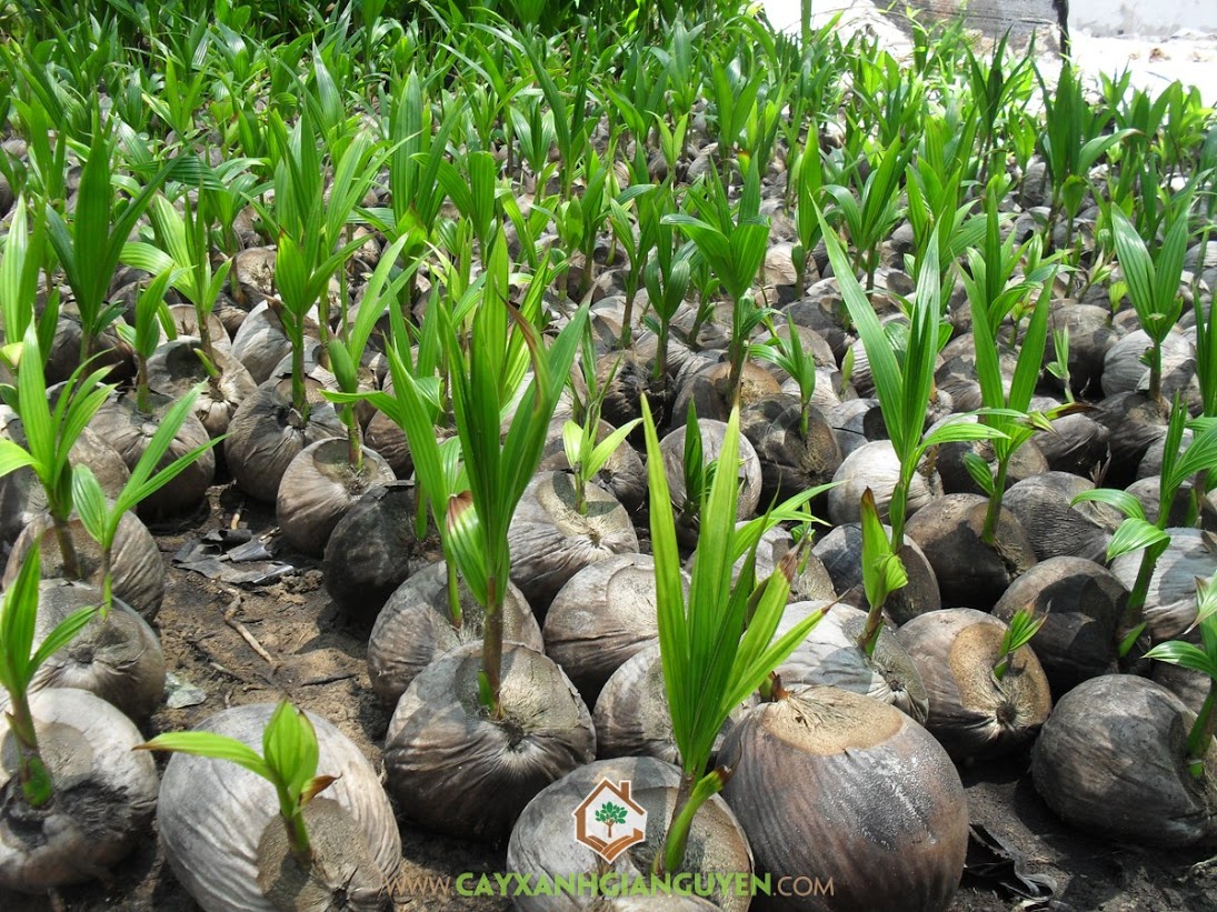 cách trồng cây dừa xiêm