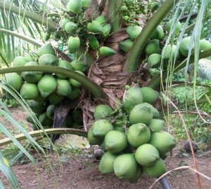 tác dụng cây dừa xiêm