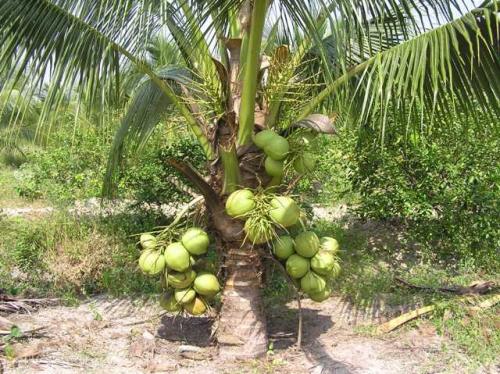 đặc điểm cây dừa xiêm