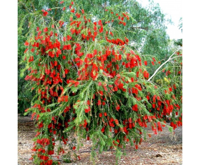 đặc điểm của cây liễu đỏ