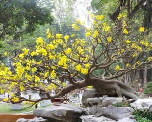 cây hoa mai vàng bonsai