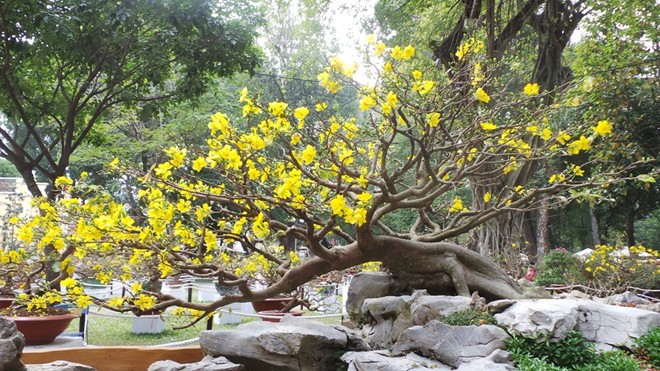 cây hoa mai vàng bonsai