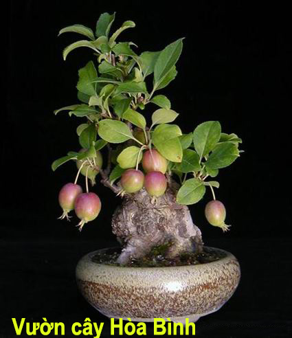 bán_cây_táo_bonsai