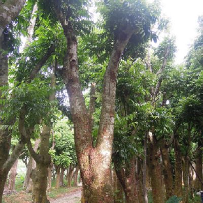 Bán cây Sấu Công Trình tại Hà Nội