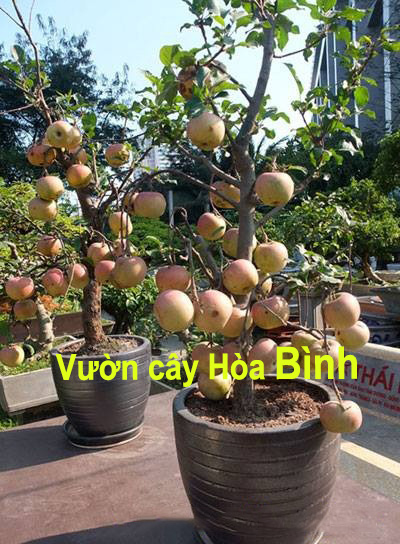 cây_táo_bonsai_giá_rẻ