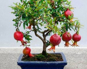 lựu_bonsai