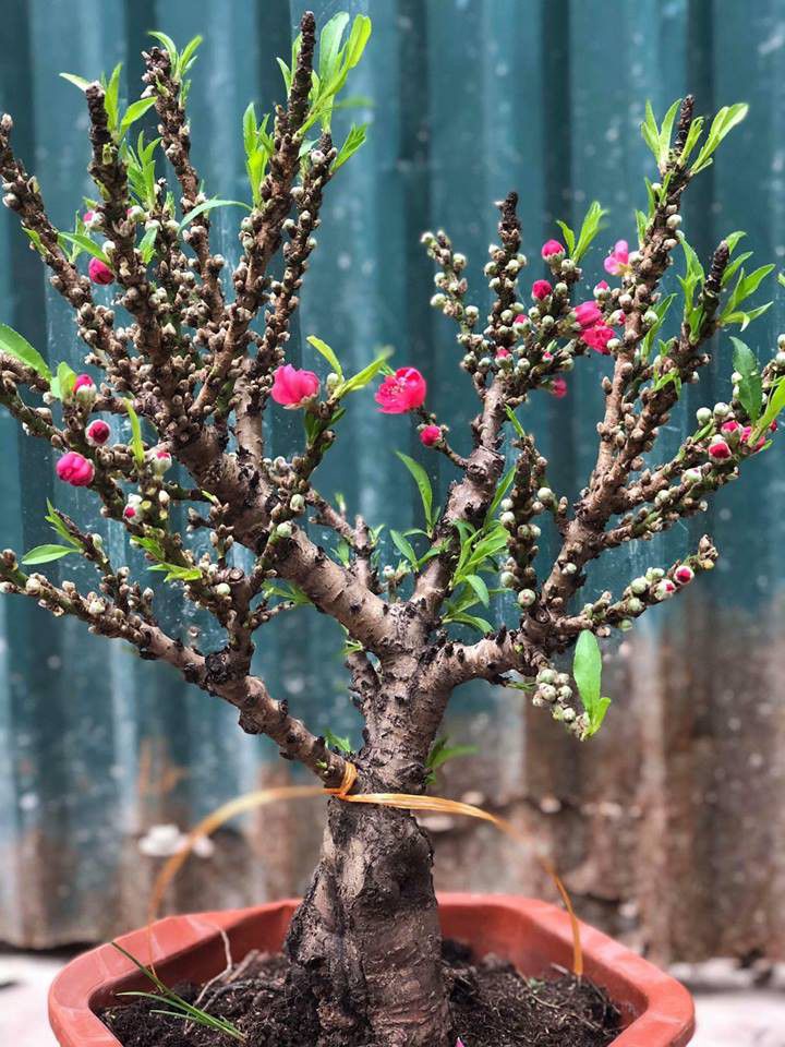 Cây Đào Thất Thốn  – loại cây quý hiếm mang nhiều giá trị