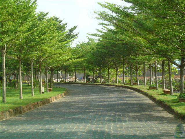 Những cây công trình được ưa chuộng nhất tại Hà Nội