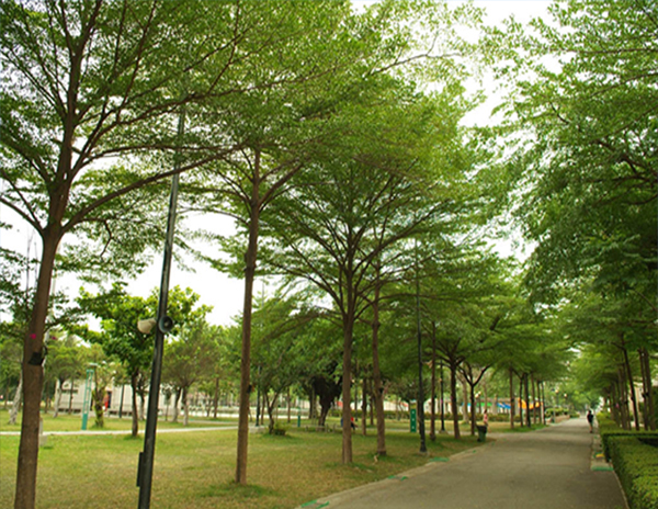 Tìm hiểu về cây Bàng Đài Loan