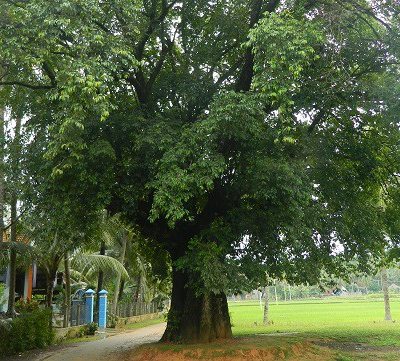 Bán cây thị tại Hà Nội