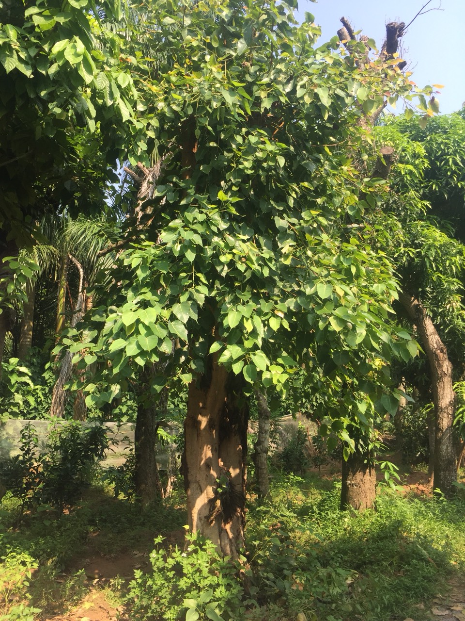 Báo giá cây Bồ Đồ Đề - Bảo hành cây bồ đồ uy tín 3-6 tháng