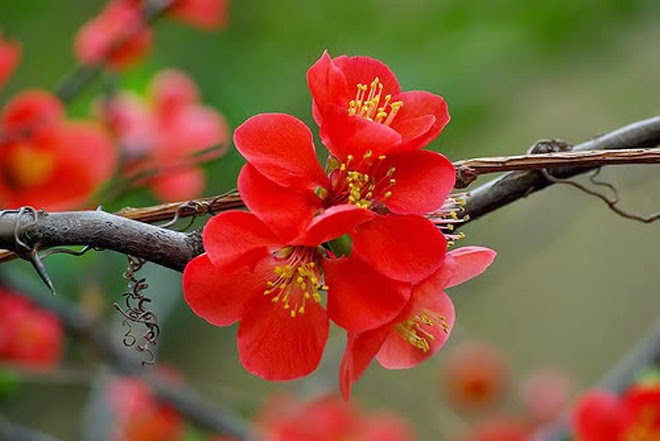 Độc đáo hoa trồng ngày tết - cây hoa mai đỏ 2020