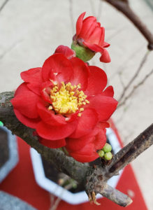 Bật mí địa chỉ bán cây hoa mai đỏ Tết giá rẻ tại Hà Nội
