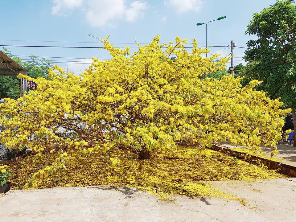 Bán cây mai vàng trồng tết 2020 giá rẻ tại Hà Nội