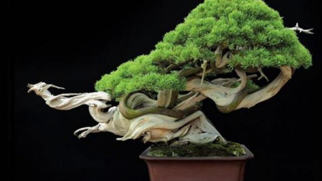 Phong thủy bonsai
