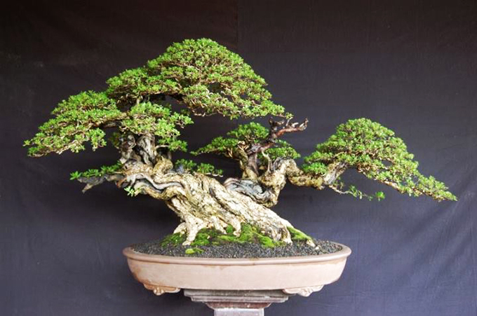 Phong thủy bonsai