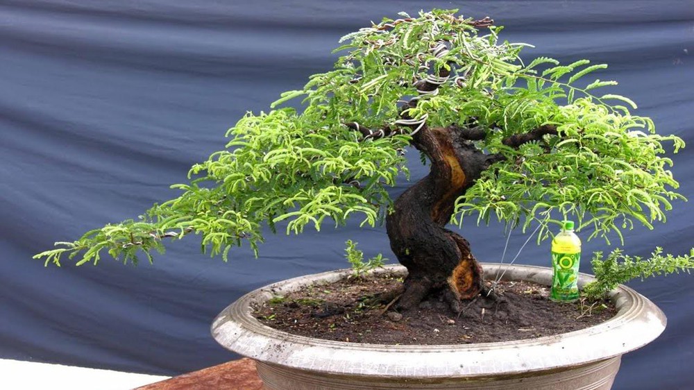 Dáng của cây me bonsai