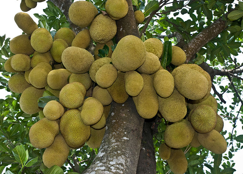 Cây ăn quả cho bóng mát-cây công trình của Vườn Cây Hòa Bình