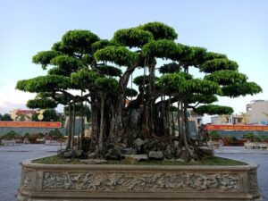 Và hiện giờ đang có cây Sanh một giống cây đang được nhiều người yêu thích cây xanh và cây cảnh quan tâm đến nhiều vì vẻ đẹp và mặt phong thủy của nó, để biết được thêm giá trị về cây xành mời các bác cùng Vuoncayhoabinh.com tìm hiểu bài viết dưới đây nhé!.
