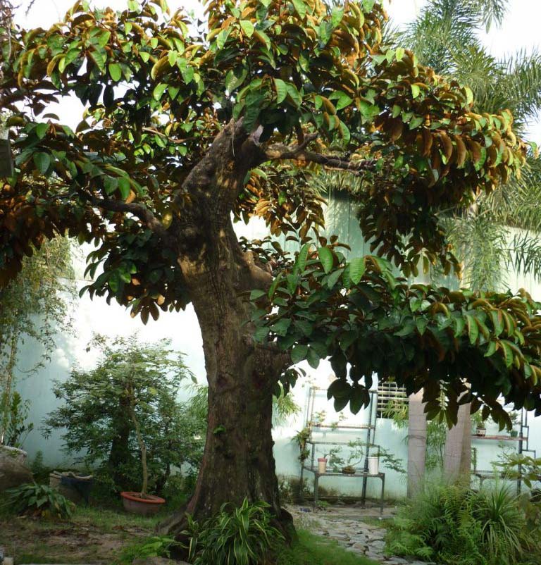 Cây ăn quả cho bóng mát-cây công trình của Vườn Cây Hòa Bình