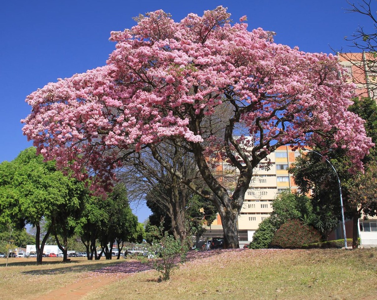 Cây kèn hồng trồng trong công viên