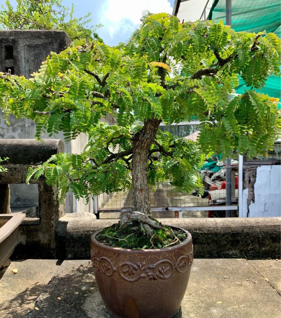 Cây me bonsai