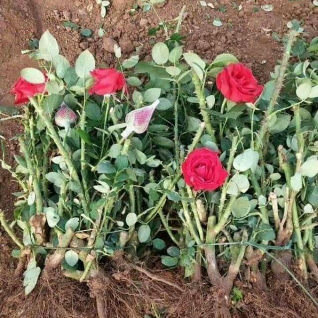 Cách chăm sóc hoa hồng sau khi trồng