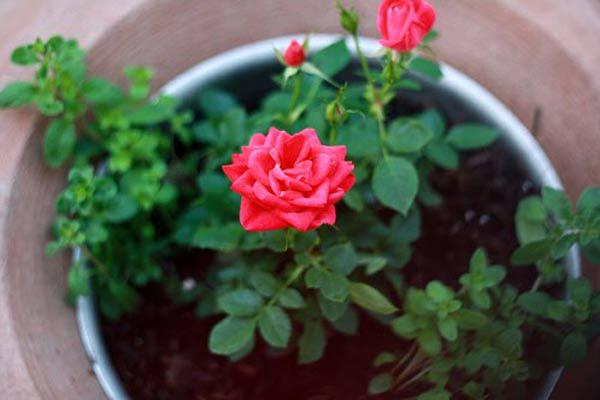 Cách trồng cây hoa hồng đẹp chuẩn nhất